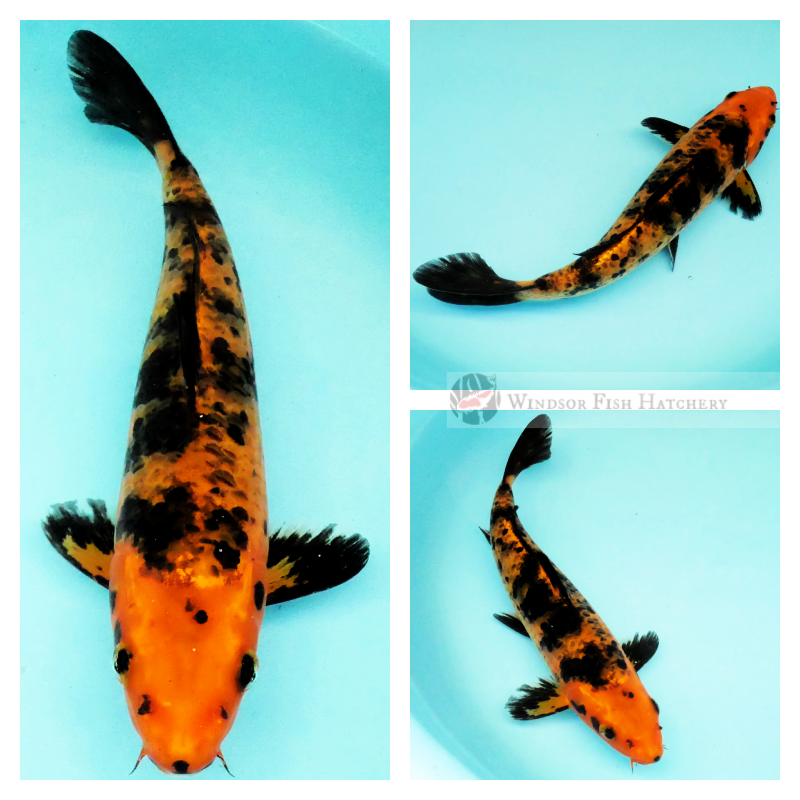 live fish shipping guarantee
