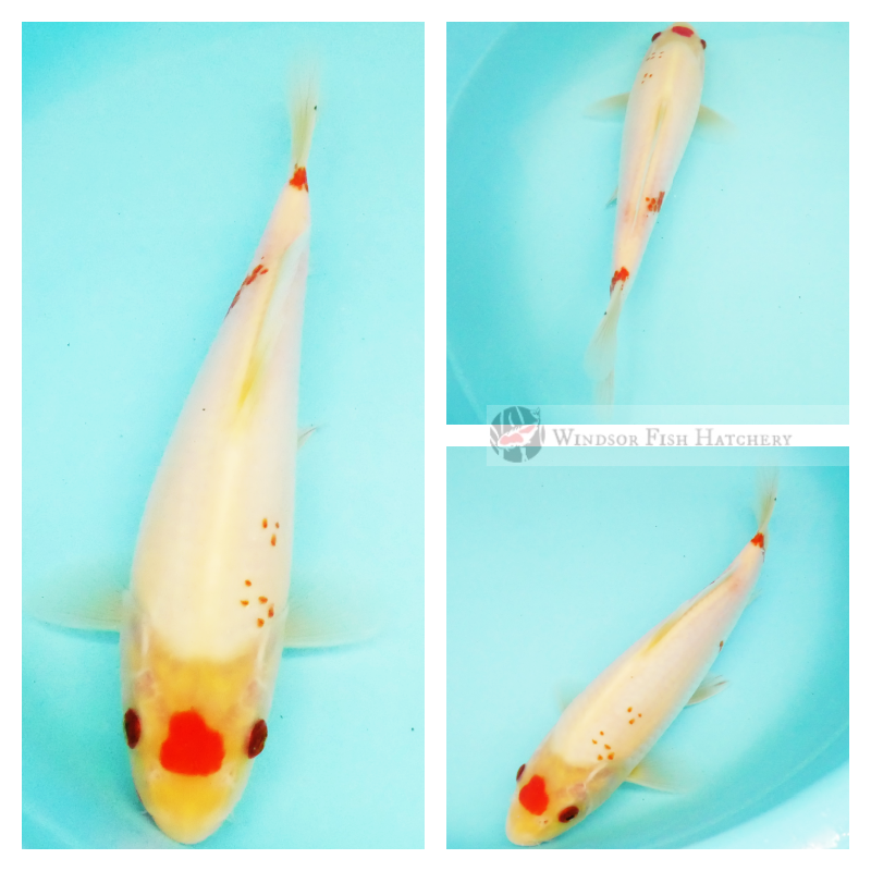 buy pond koi fish