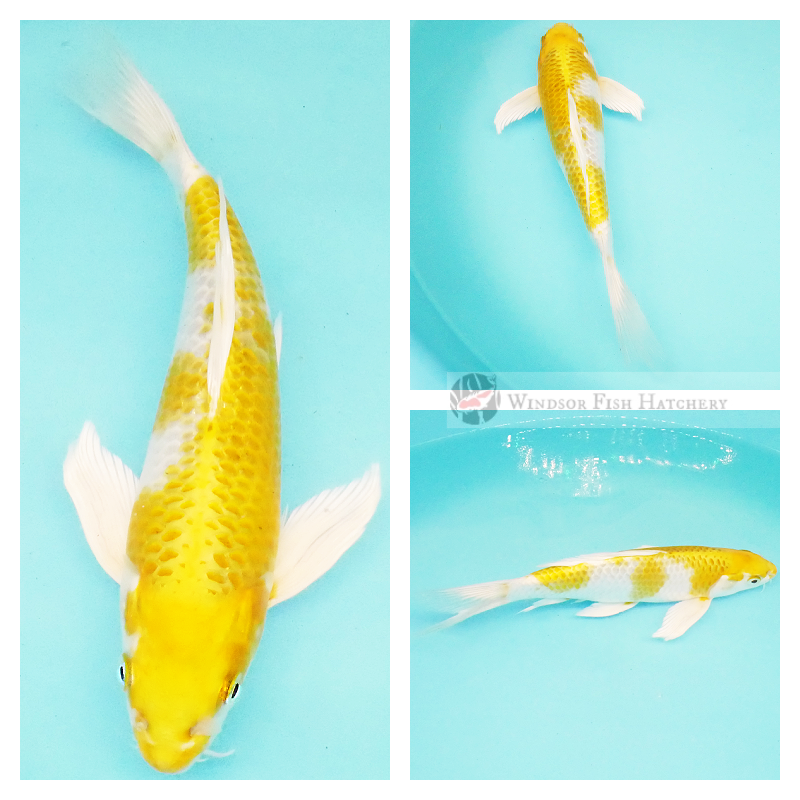 premium koi for sale