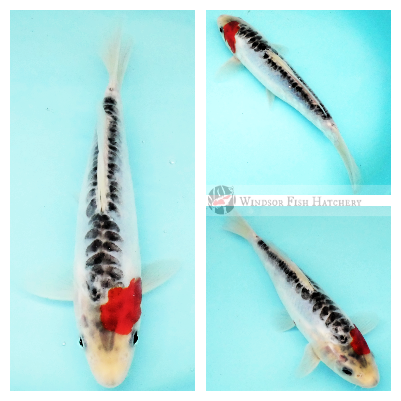 blue and red koi for sale australia