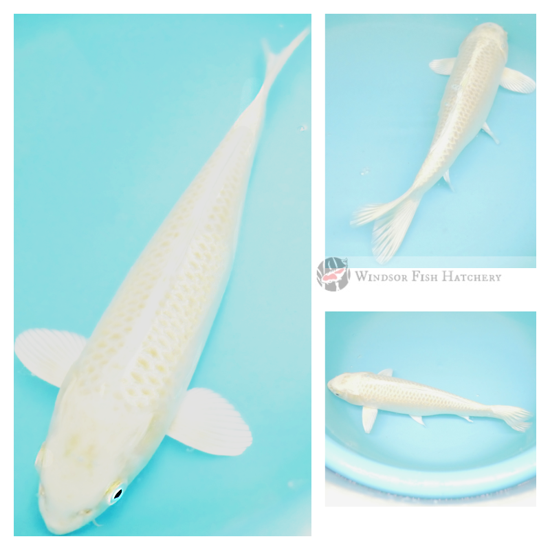 buy koi fish online