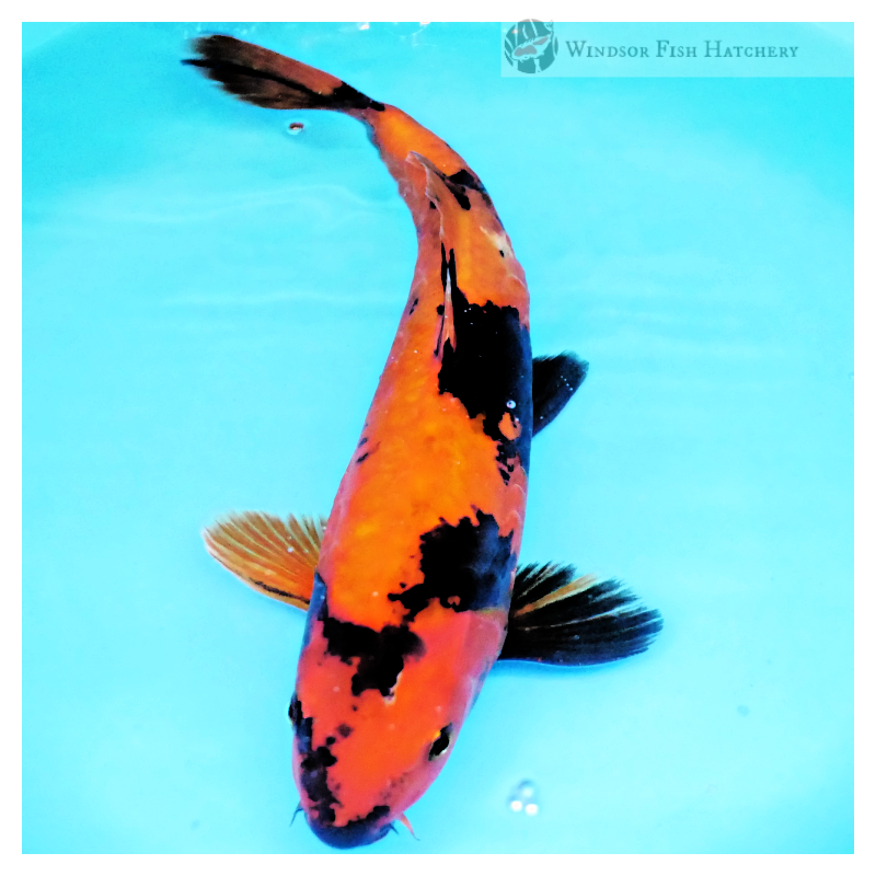large-scale patterned koi fish online