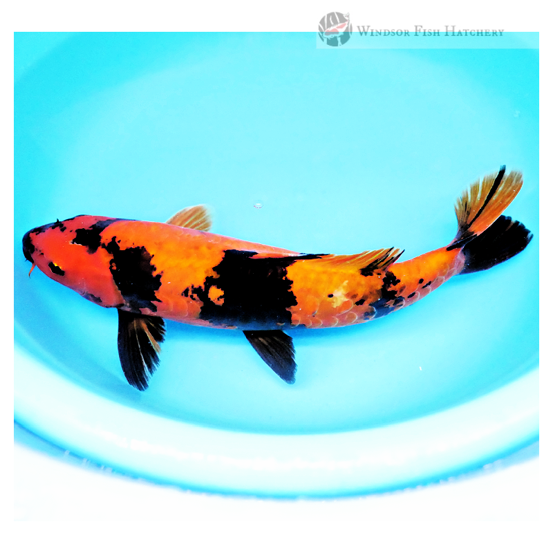 black patterning on red base