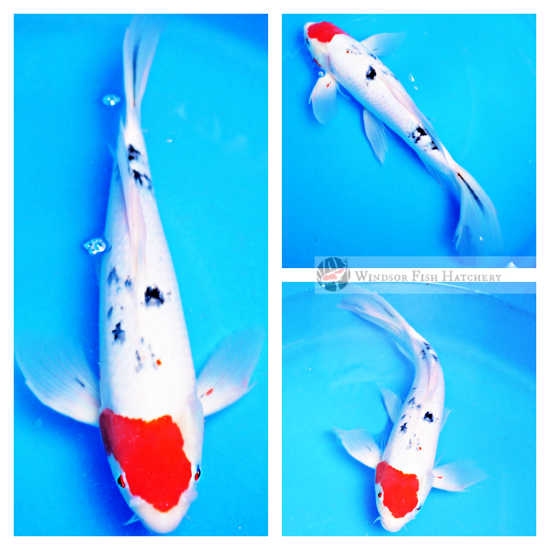 buy sanke koi online
