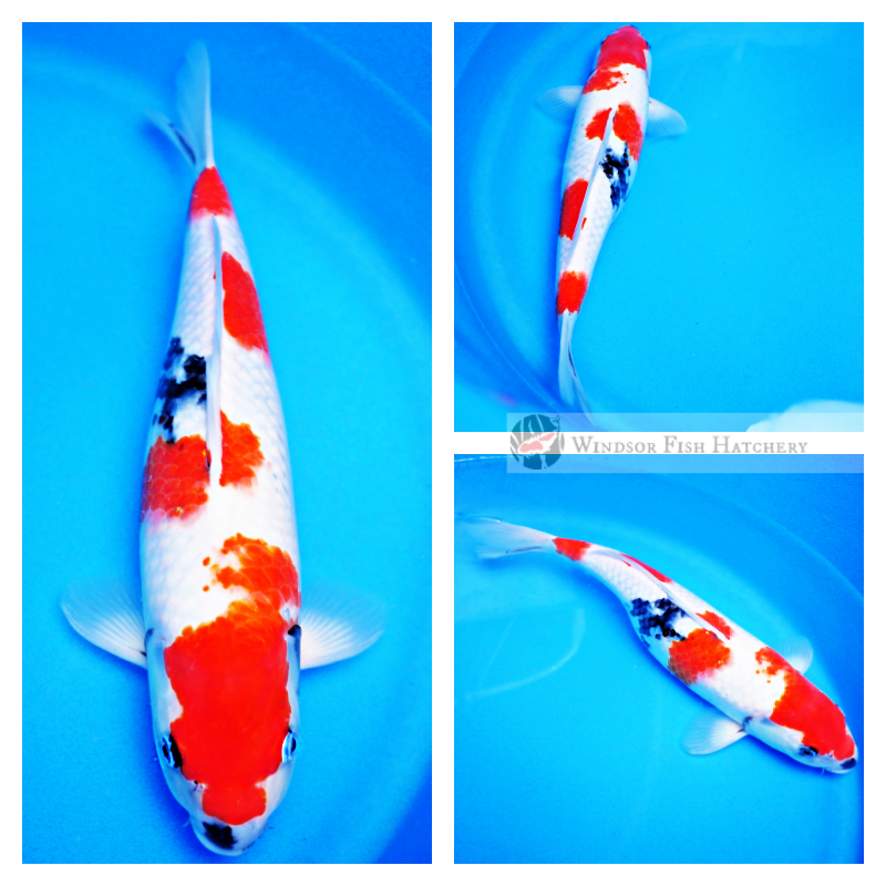 koi fish australia