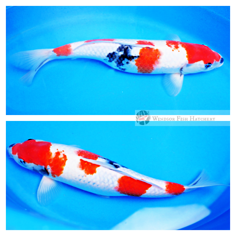 koi fish sydney