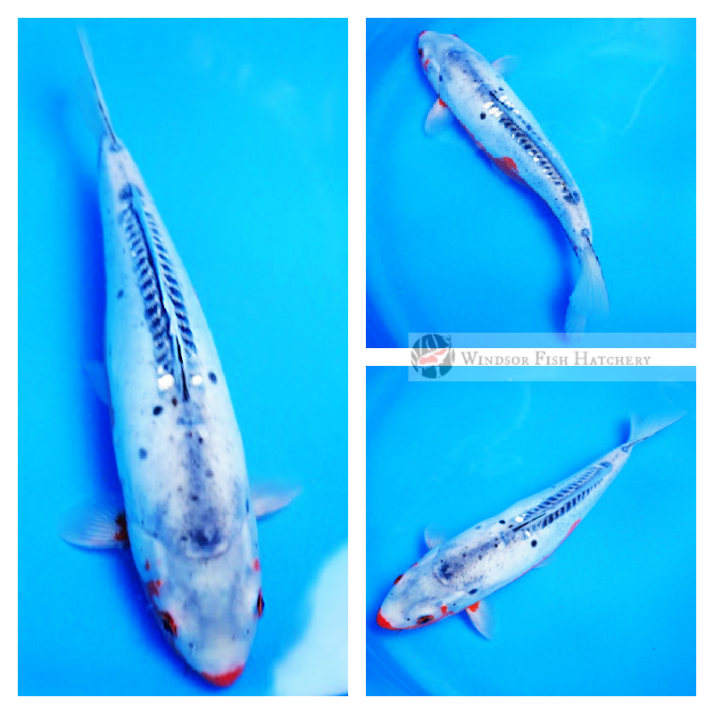 buy larger female koi 