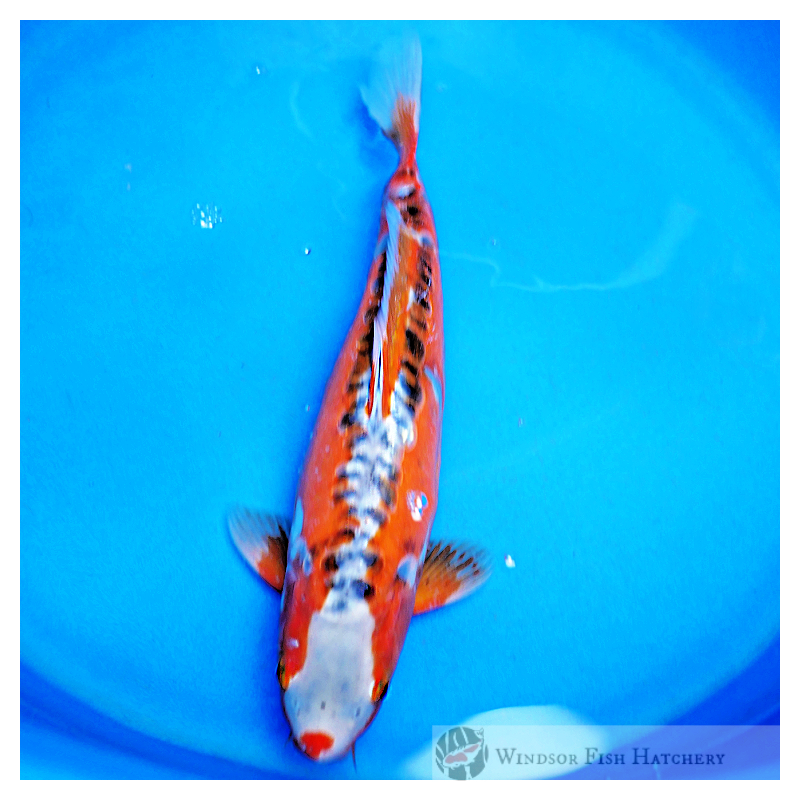 buy female koi