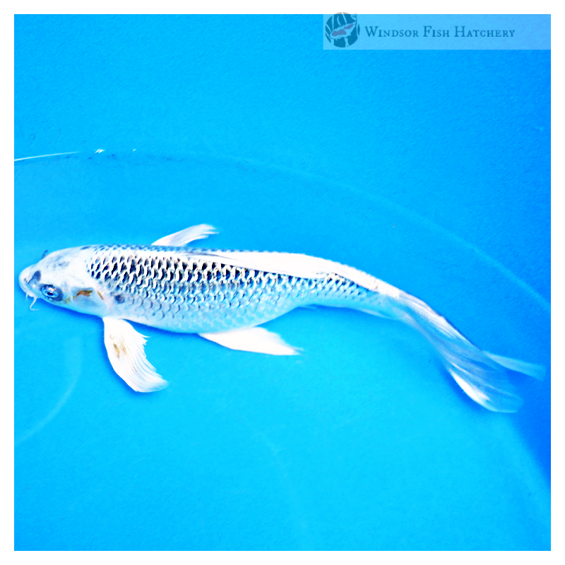 female koi fish for sale 