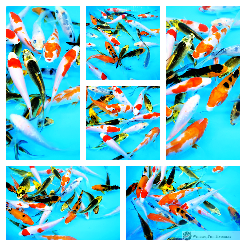 healthy butterfly koi to see develop in your pond