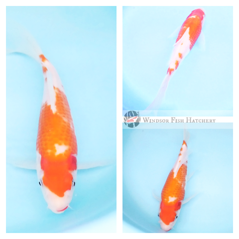 butterfly koi fish nsw