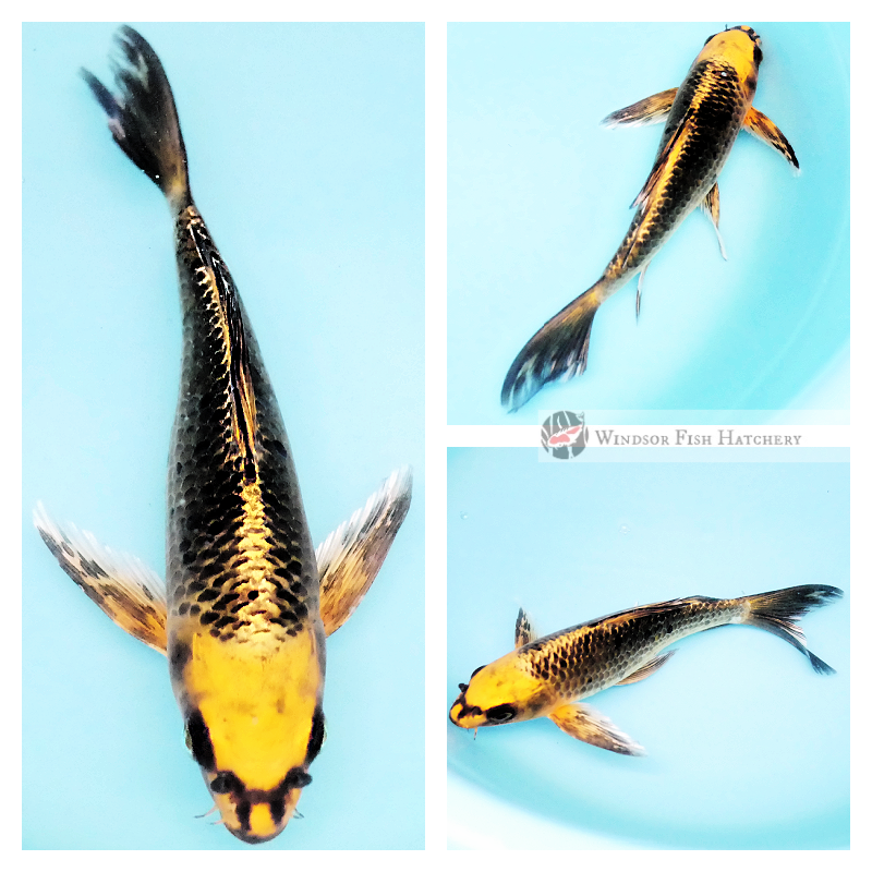 longfin koi fish matsuba for sale online