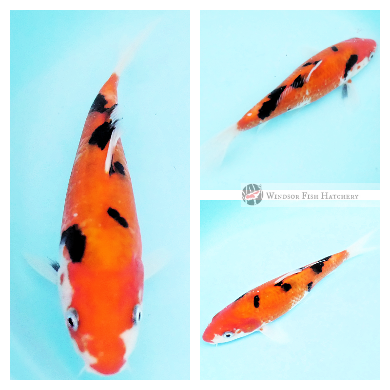 koi fish for sale online australia
