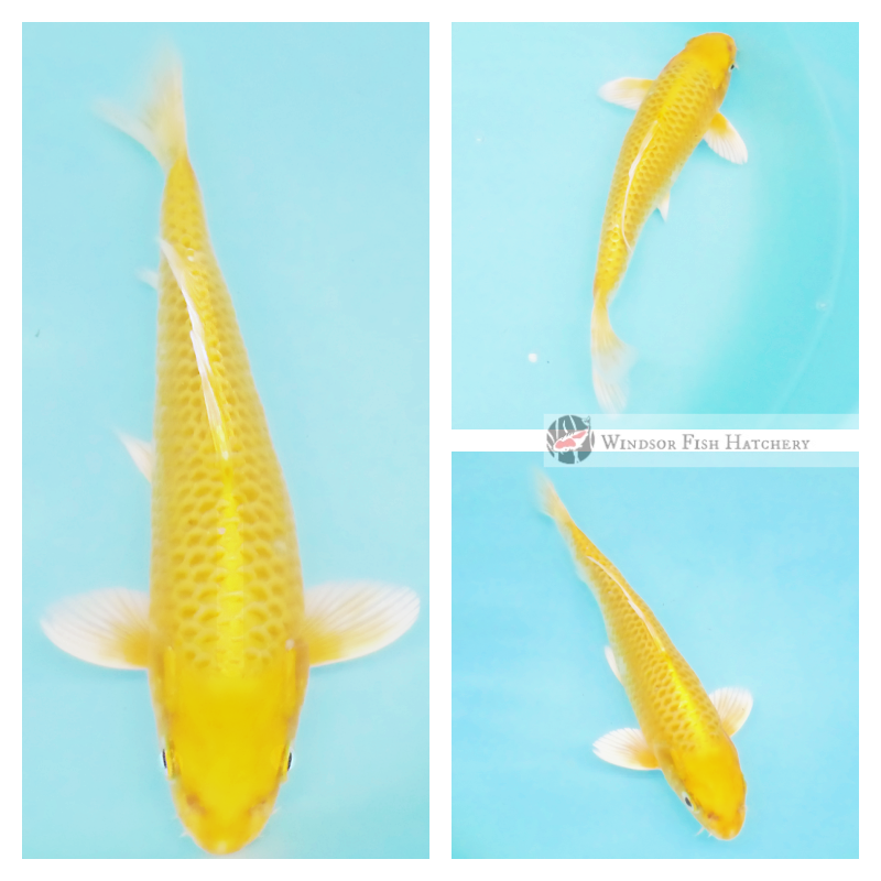 koi fish for sale from Windsor Fish Hatchery