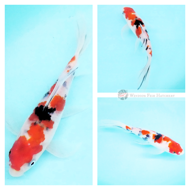 buy sanke koi fish butterfly online