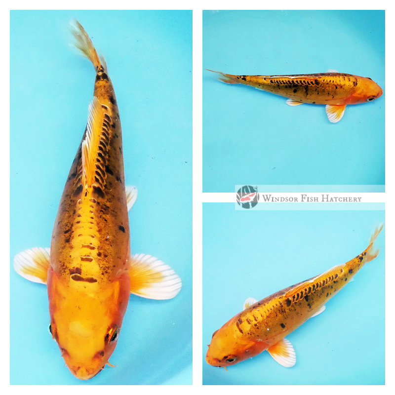 golden leather skin koi 