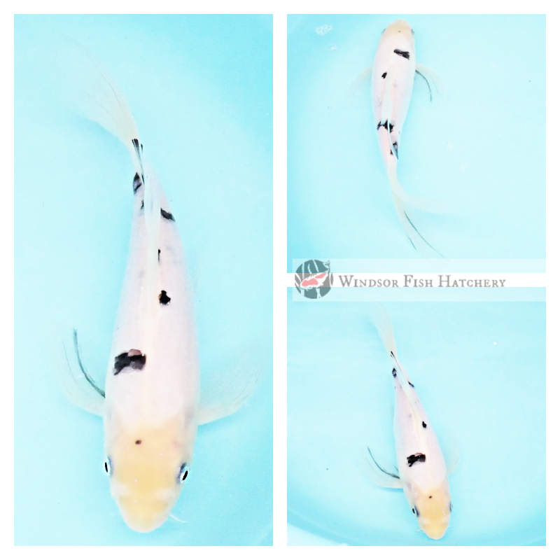buy butterfly koi fish nsw
