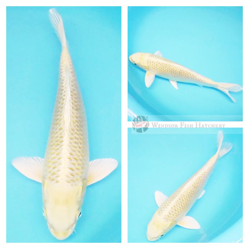pale yellow metallic koi fish for sale 