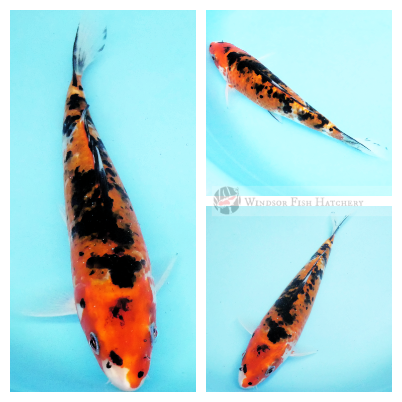 koi fish australia, buy online