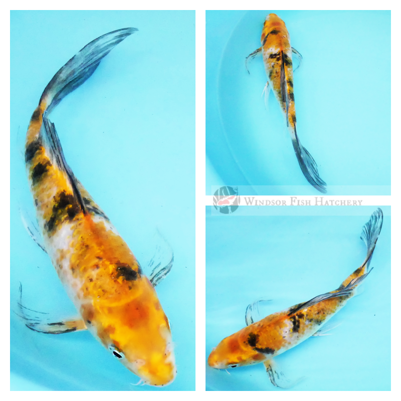buy butterfly koi online
