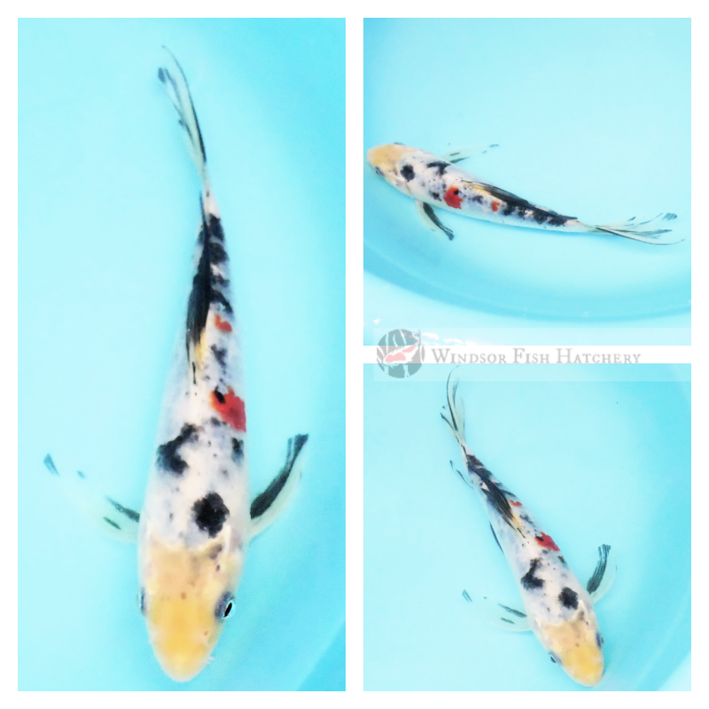 butterfly tri koi for sale 