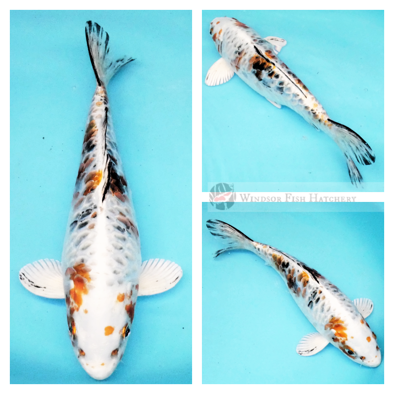 koi fish online for sale