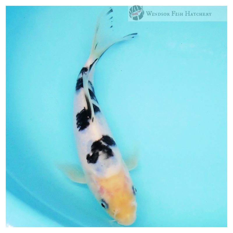 koi fish breeder since 1984