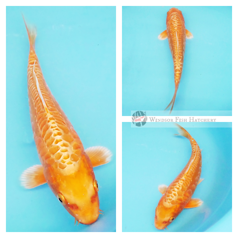 patterned healthy apricot metallic koi fish
