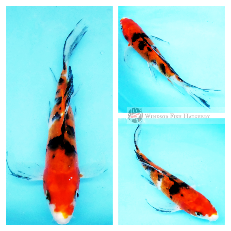healthy butterfly koi for sale