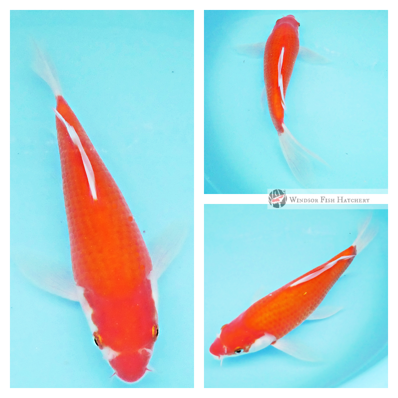 buy healthy koi from the breeder