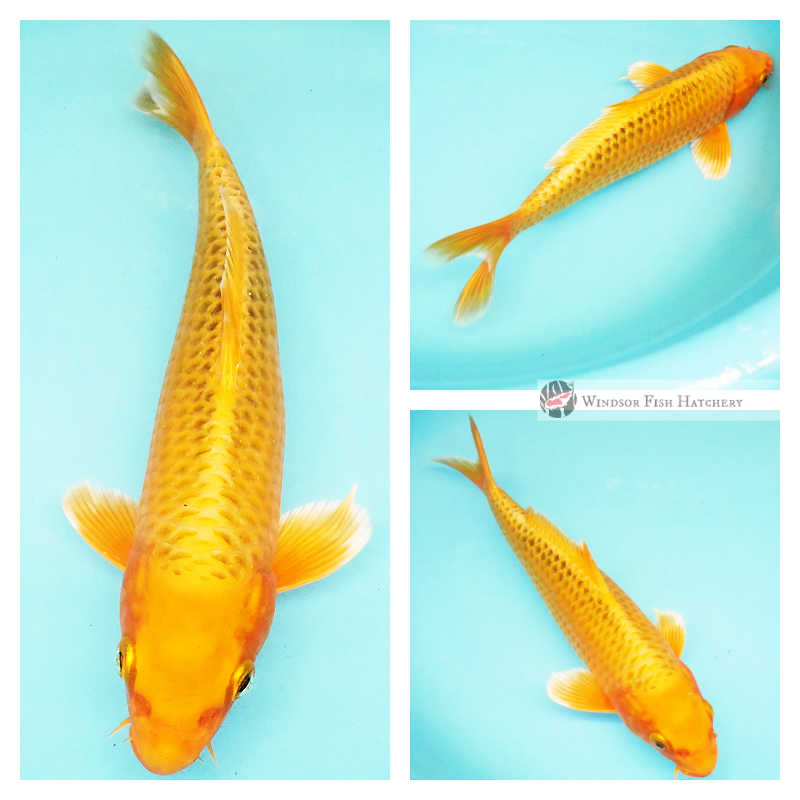 gold ogon to see in your pond, buy online