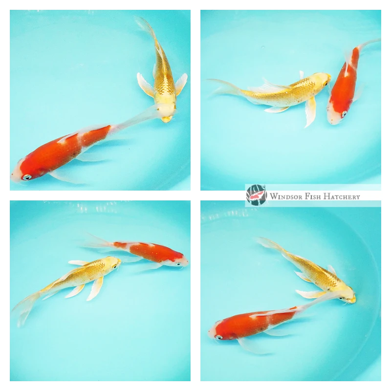 buy butterfly koi fish online