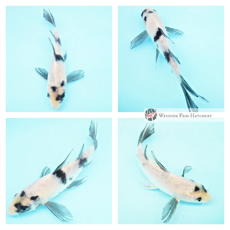 young butterfly koi nsw