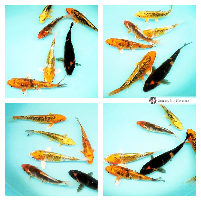 buy little koi to grow in your pond