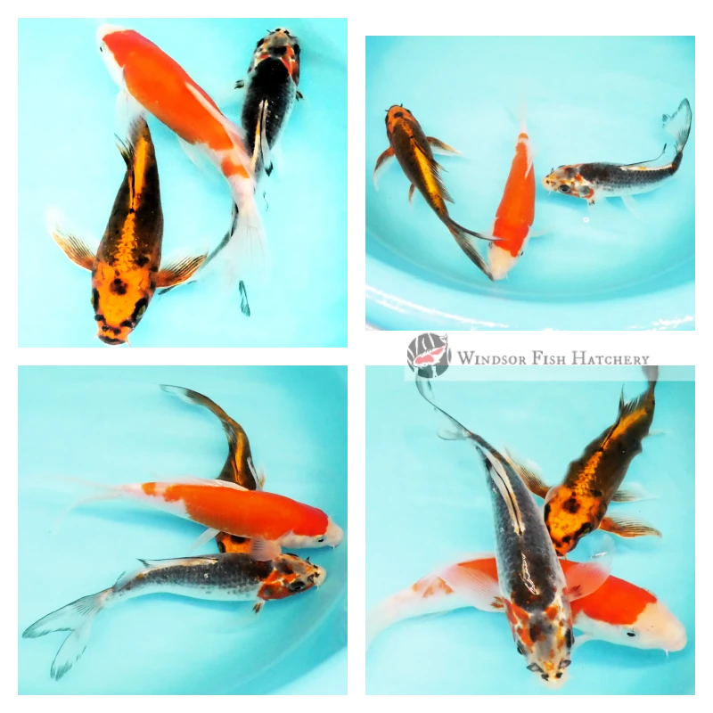 longfin butterfly koi fish online