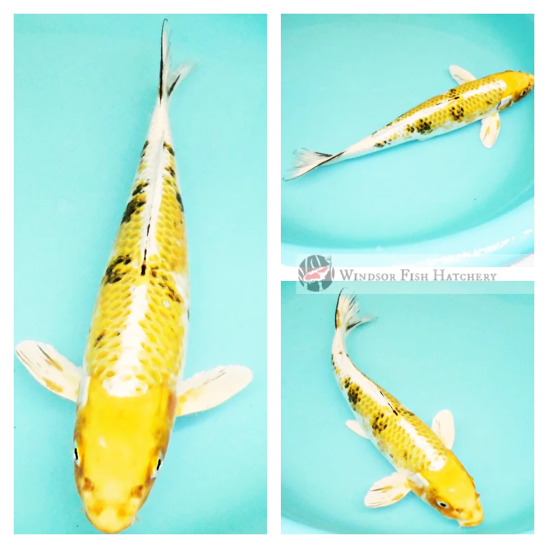 healthy koi for sale
