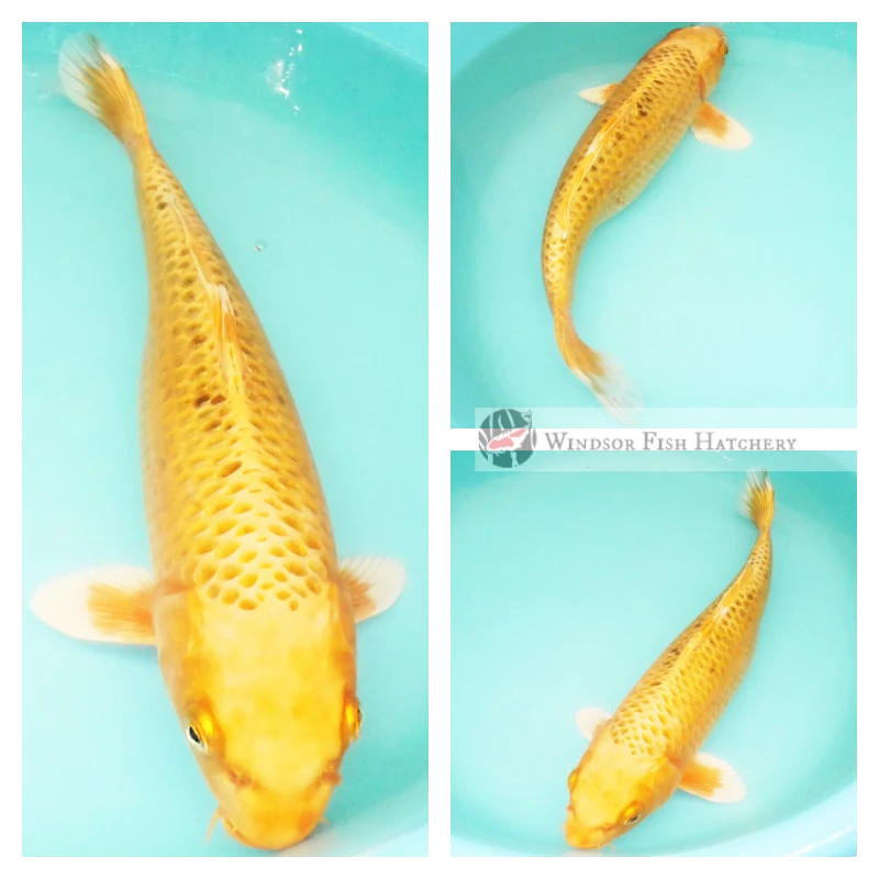 metallic peachy coloured koi 