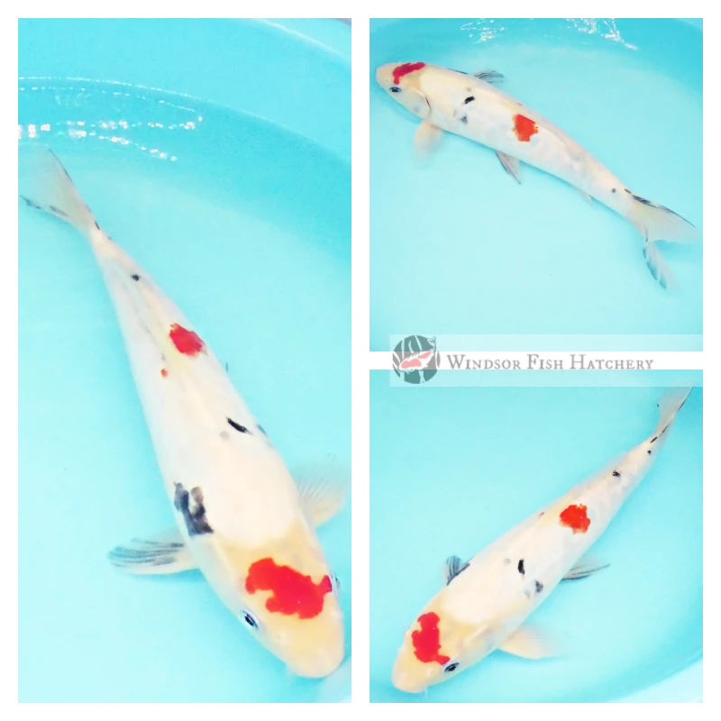 latent black koi for sale