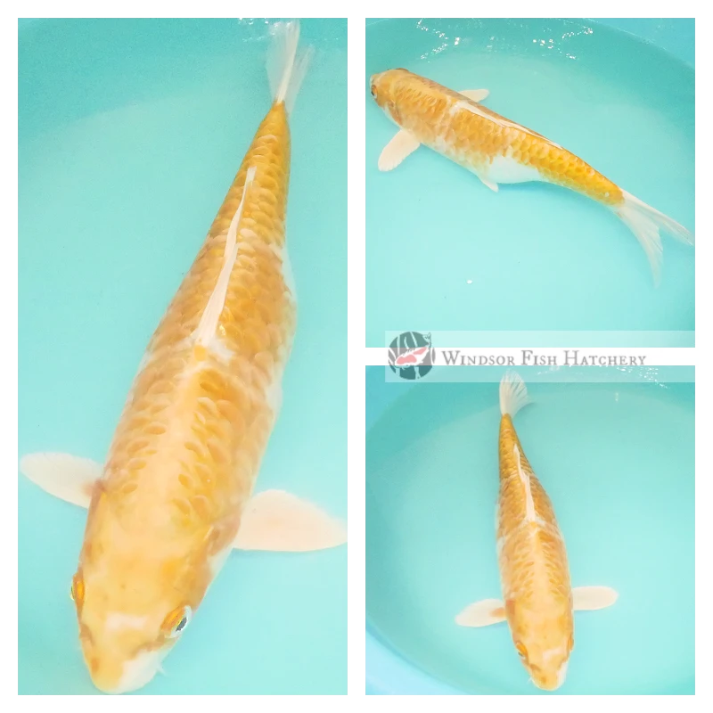 female koi fish for sale