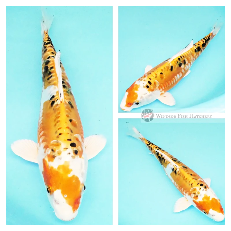 buy koi fish for sale