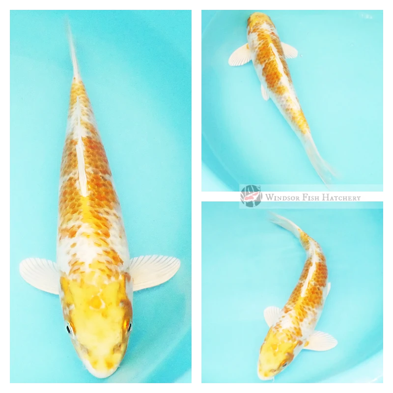 yellow gold hariwake koi fish