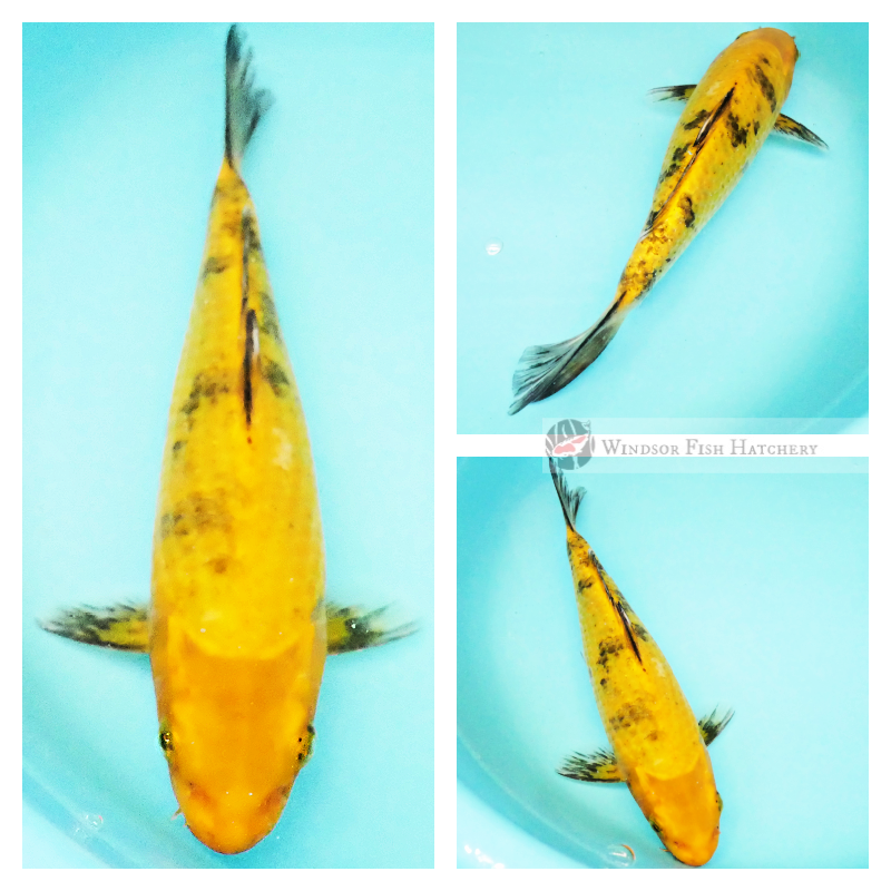 ki bekko koi for sale