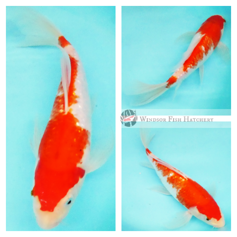 buy butterfly koi fish