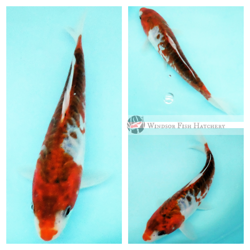 koi fish five colours