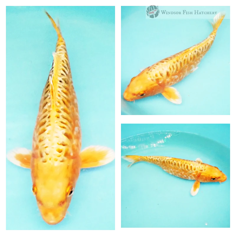 this female amour koi is dazzling for sale online