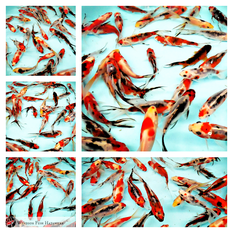 shubunkin goldfish for sale