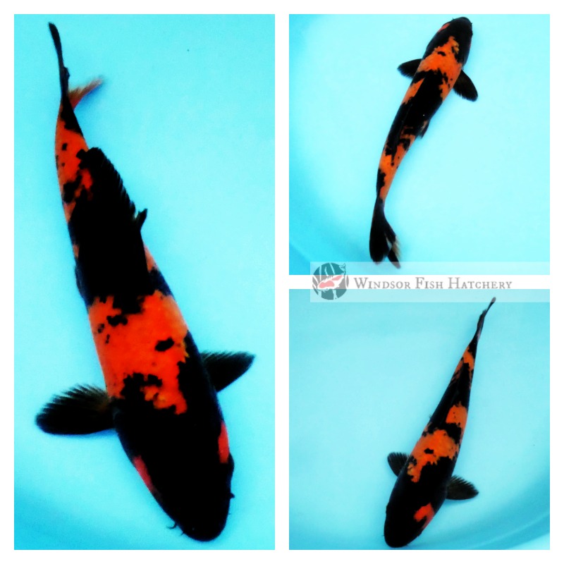 koi for sale online