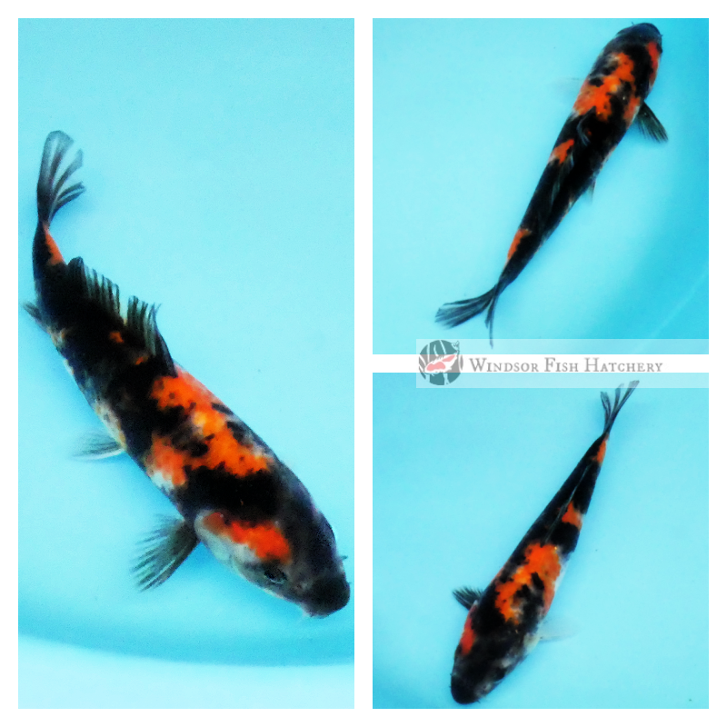 young koi to grow and develop in your pond
