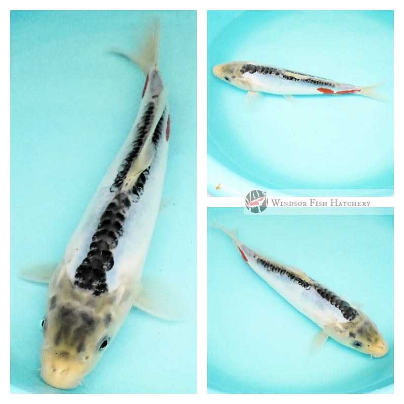 shusui blue koi for sale 