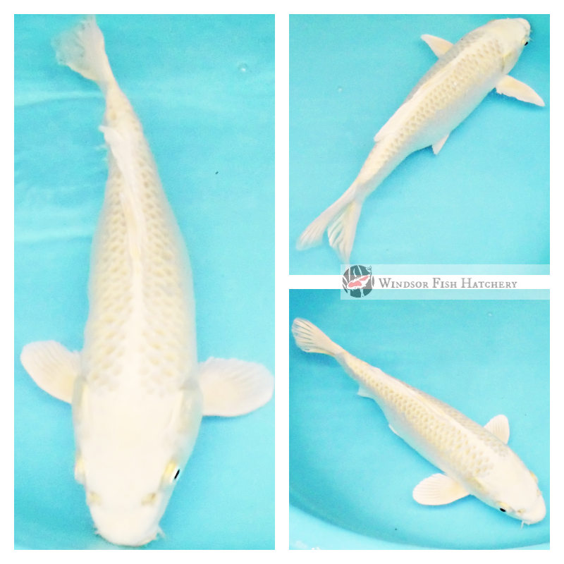 27cm Pearlescent yellow koi fish